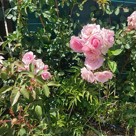 Shanti Farm Meco Luxusní stan