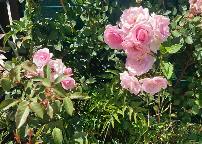 Shanti Farm Meco Lüks kamp alanı
